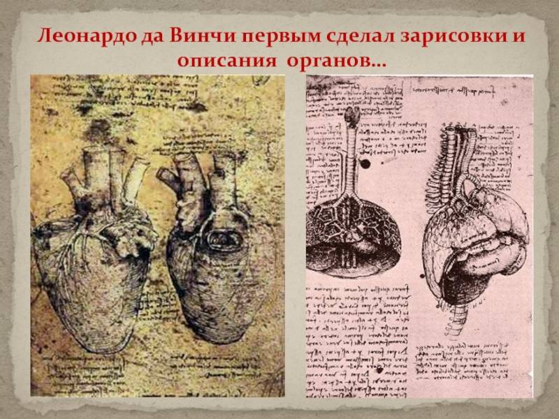 Загадка человеческого сердца да винчи, которую ученым удалось раскрыть лишь спустя 500 лет (видео)